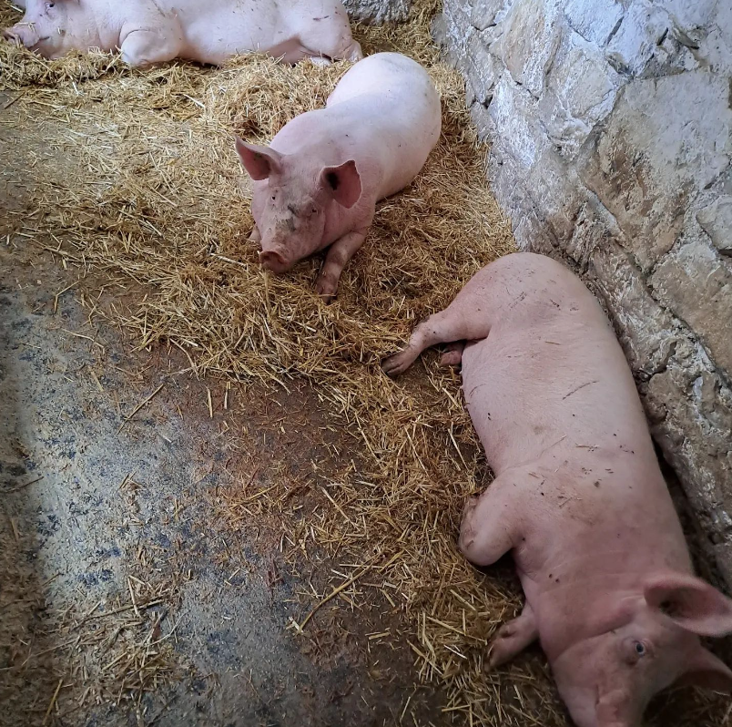 Azienda Agricola Panda – San Pellegrino Terme