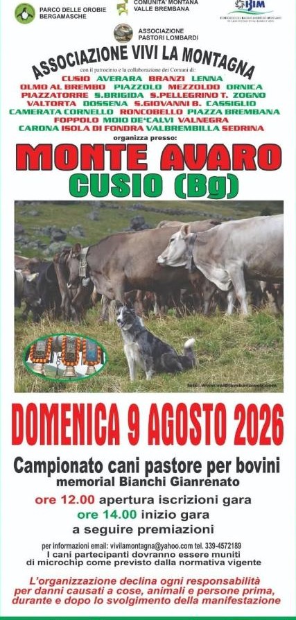 Campionato cani pastore per bovini – Cusio –