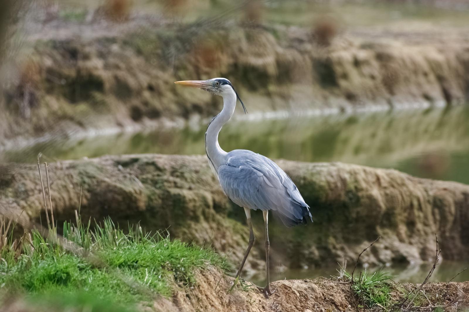 Brembo sempre più habitat di Aironi e Cormorani, “concorrenti” dei pescatori