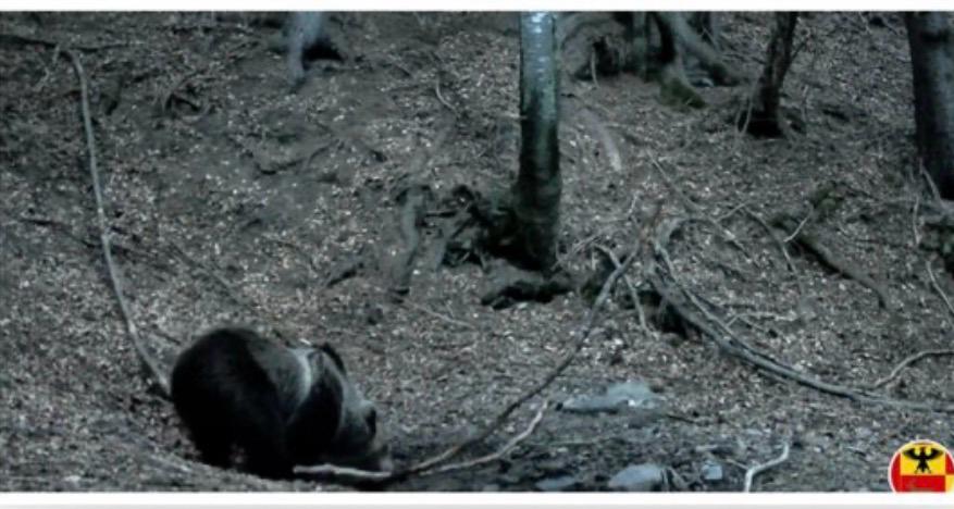 L’orso torna sulle Orobie, l’avvistamento in Val Seriana: maschio dal Trentino