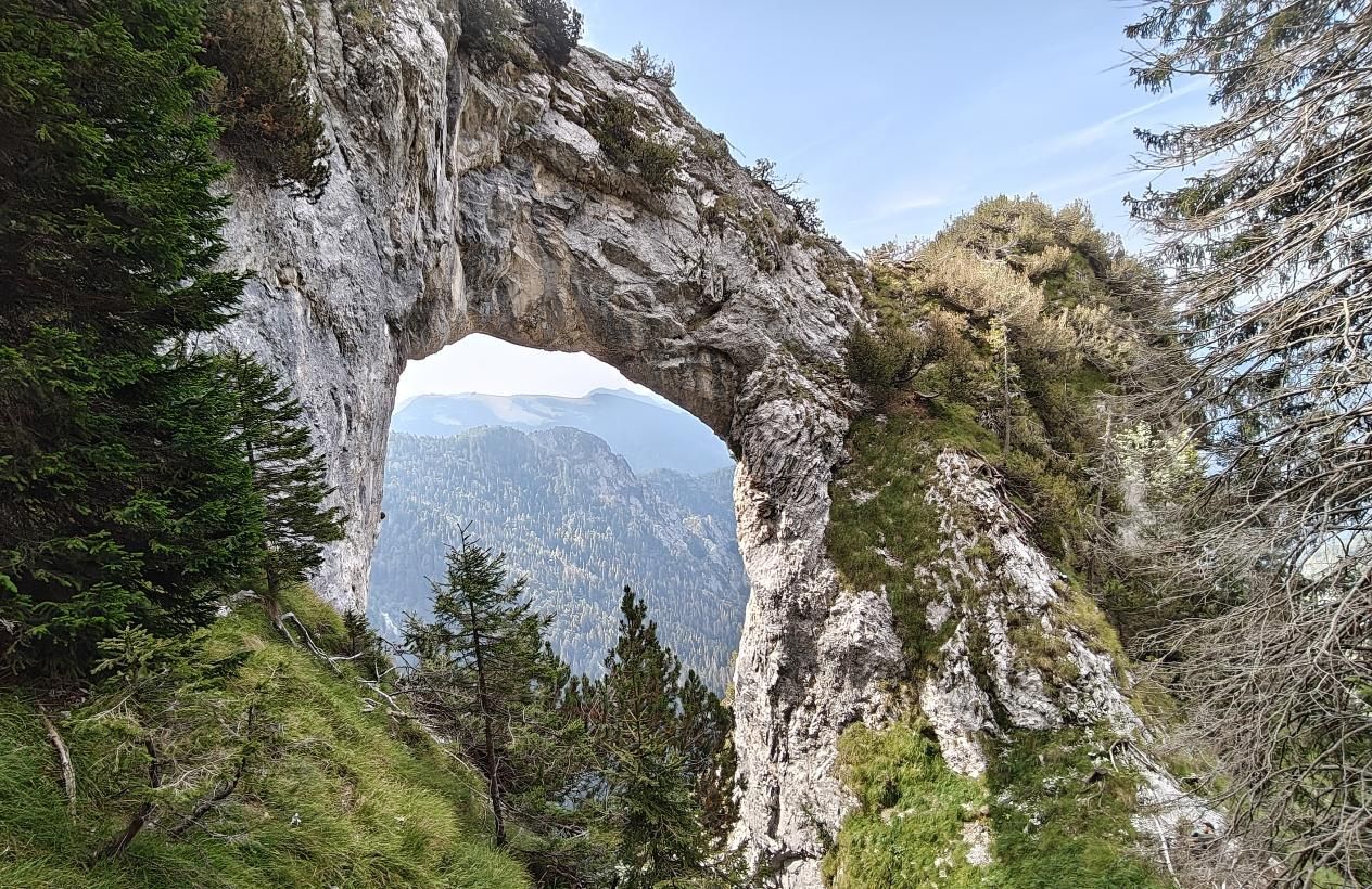 Immagine ingrandita