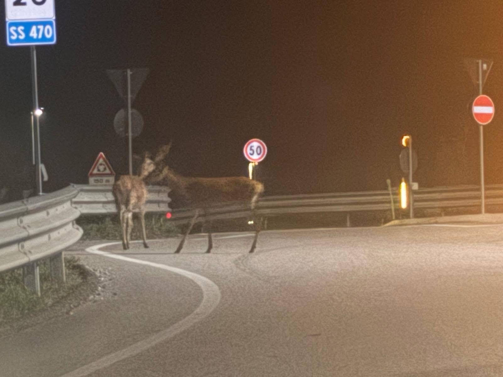 Cervi alla rotatoria della variante di Zogno: in alta Val Brembana 1.400 capi
