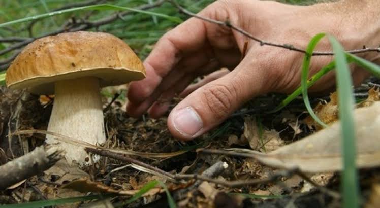 Caccia ai funghi in Val Brembana: boom di presenze, ma scattano i maxi-controlli nei boschi