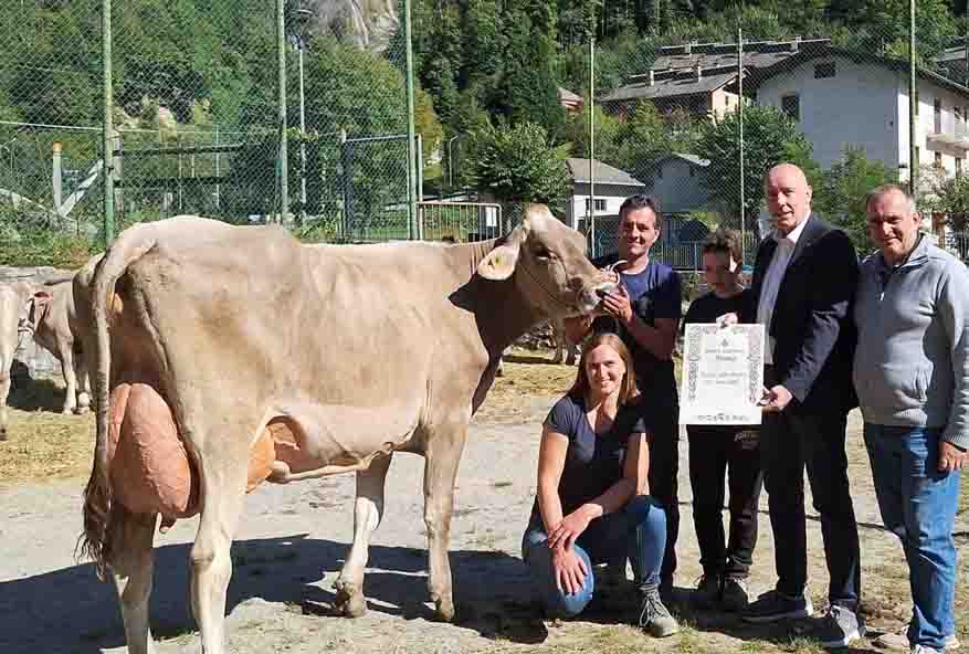 Mostra zootecnica di Branzi, Jennifer conquista il titolo di Regina