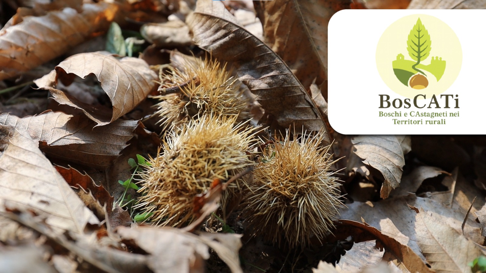 Castagne e storie in cammino: sabato 10 ottobre da Zogno al Rifugio Mut de Nes