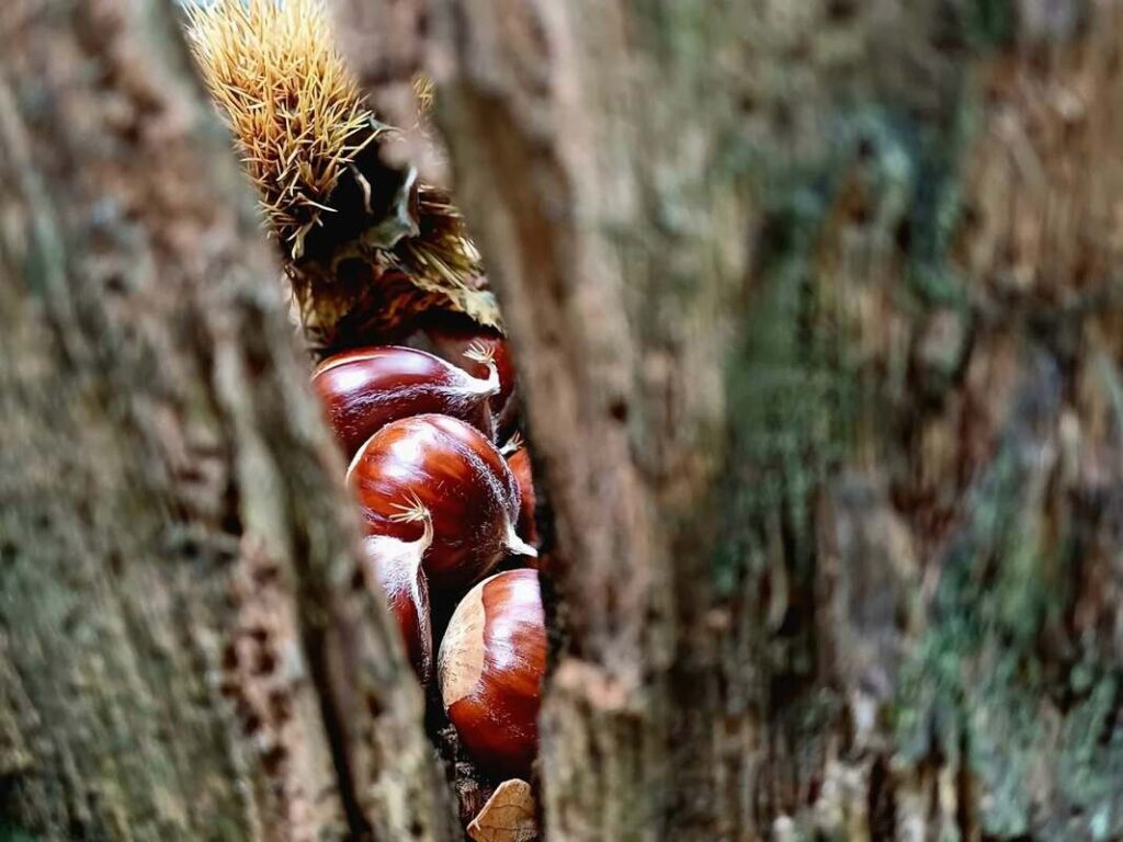 Castagne e non solo, torna il concorso fotografico che racconta l’autunno