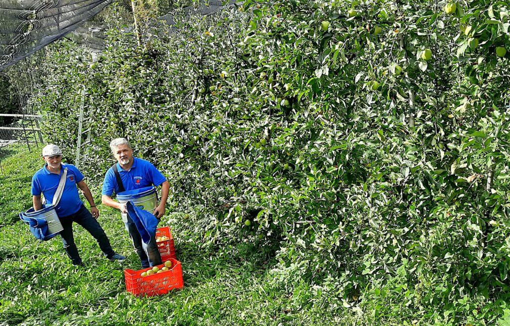 «Il lavoro del frutticoltore», la Val Brembana lancia il concorso fotografico