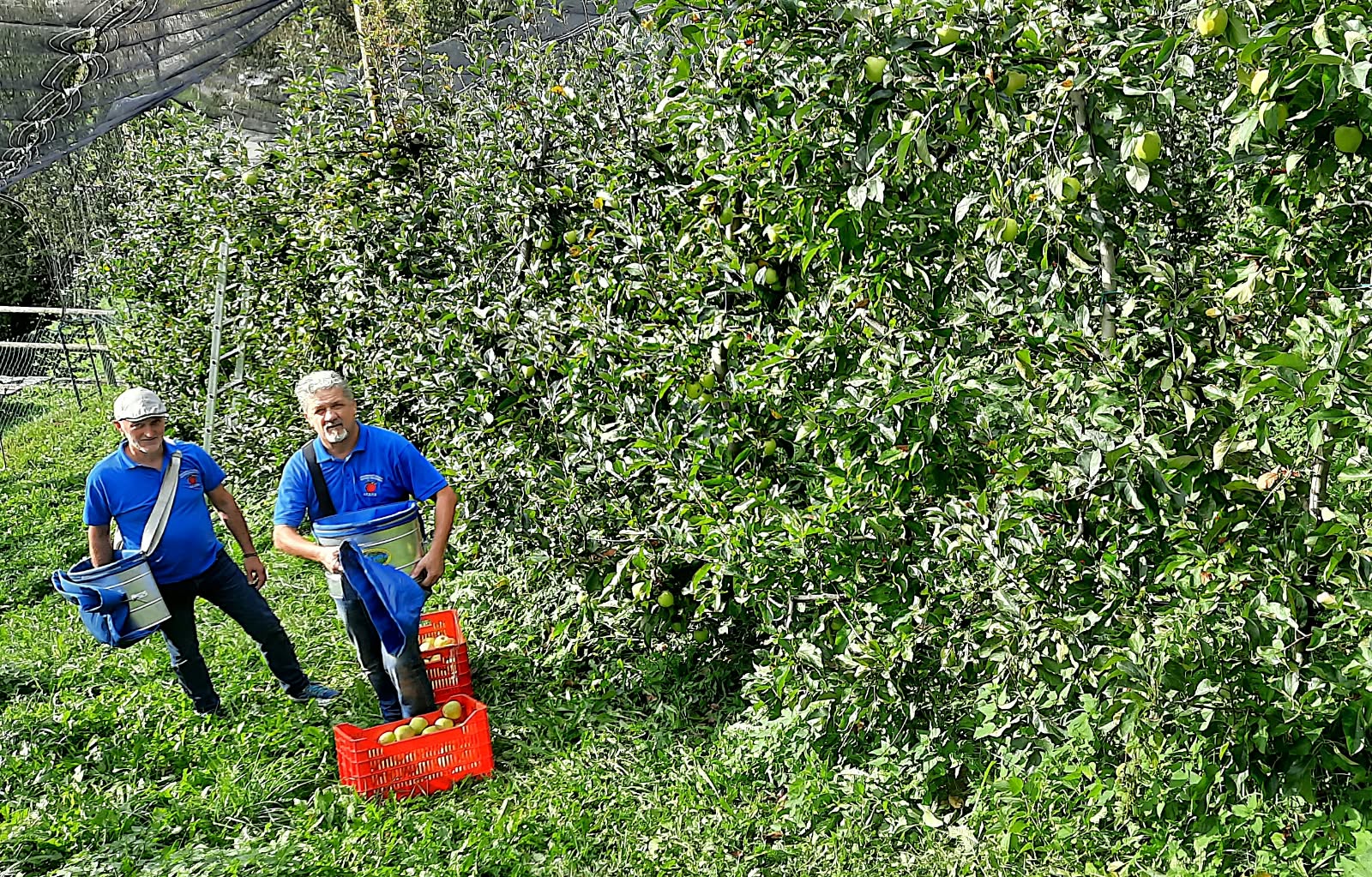 «Il lavoro del frutticoltore», la Val Brembana lancia il concorso fotografico