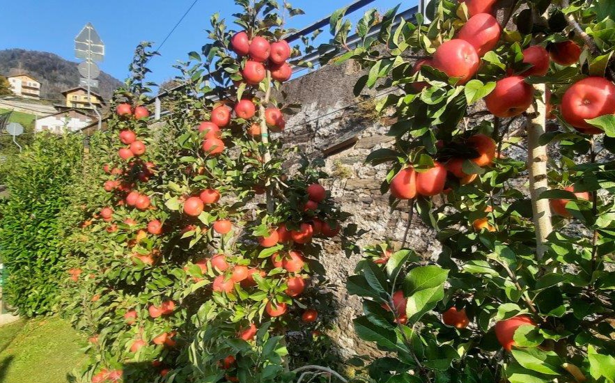 Festa della mela a Moio: raccolto 2026 di qualità elevata